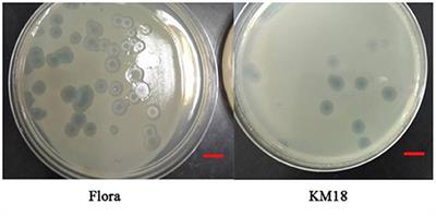 Characterization of the Lytic Phage Flora With a Broad Host Range Against Multidrug-Resistant Escherichia coli and Evaluation of Its Efficacy Against E. coli Biofilm Formation